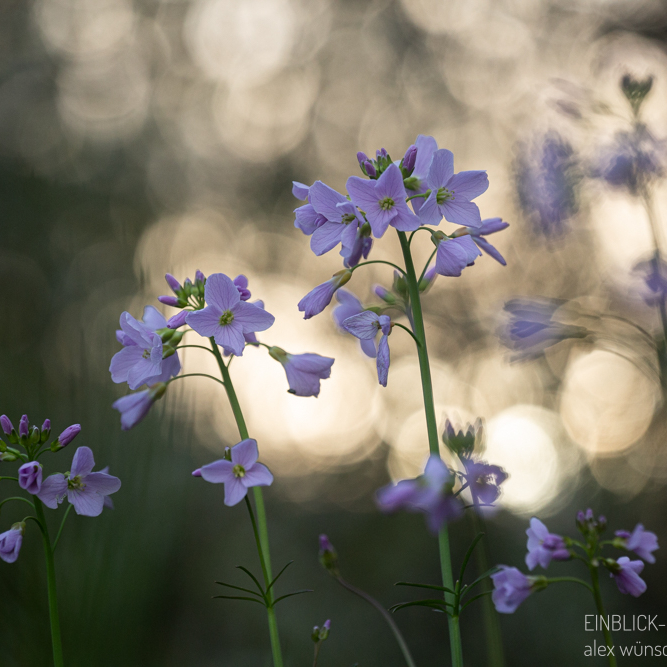 Wiesenschaumkraut im Abendlicht