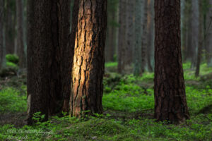 erstes Morgenlicht im Nadelwald