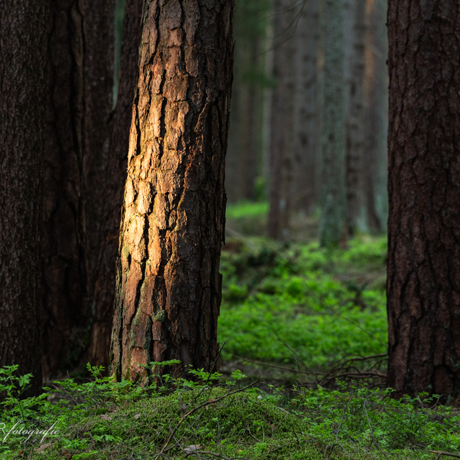 erstes Morgenlicht im Nadelwald