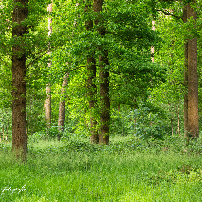Eichenwald im Frühling
