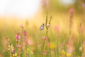 Alex Wünsch Alexandra Wünsch Einblick-Natur Fotografie Naturfotografie, Sommer, Schacbrettfalter, Blumenwiese