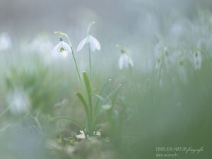 Alex Wünsch Alexandra Wünsch Einblick-Natur Fotografie Naturfotografie, Frühling, Düsseldorf, Frühblüher, Schneeglöckchen