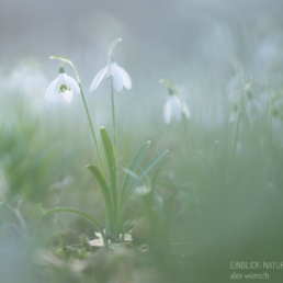 Alex Wünsch Alexandra Wünsch Einblick-Natur Fotografie Naturfotografie, Frühling, Düsseldorf, Frühblüher, Schneeglöckchen