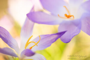 Alex Wünsch Alexandra Wünsch Einblick-Natur Fotografie Naturfotografie, Frühling, Düsseldorf, Frühblüher, Krokus