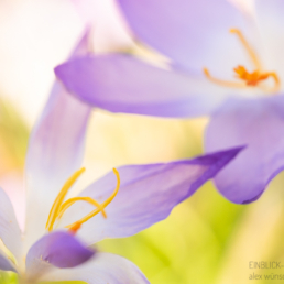Alex Wünsch Alexandra Wünsch Einblick-Natur Fotografie Naturfotografie, Frühling, Düsseldorf, Frühblüher, Krokus