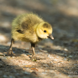 Alex Wünsch Alexandra Wünsch Einblick-Natur Fotografie Naturfotografie, Frühling, Düsseldorf, Kandagans, Küken, Branta canadensis
