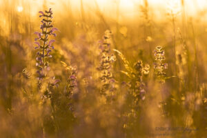 Alex Wünsch Alexandra Wünsch Einblick-Natur Fotografie Naturfotografie, Frühling, Blumenwiese