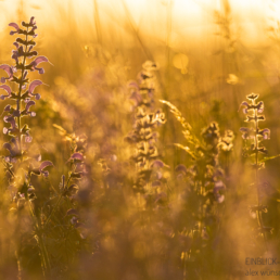 Alex Wünsch Alexandra Wünsch Einblick-Natur Fotografie Naturfotografie, Frühling, Blumenwiese