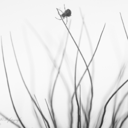 Alex Wünsch Alexandra Wünsch Einblick-Natur Fotografie Naturfotografie, Frühling, Küchenschelle, Spinne