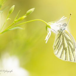 Alex Wünsch Alexandra Wünsch Einblick-Natur Fotografie Naturfotografie, Frühling, Grünader, Weißling, Pieris napi