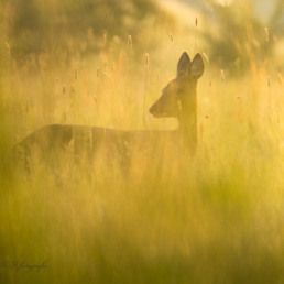 Alex Wünsch Alexandra Wünsch Einblick-Natur Fotografie Naturfotografie, Sommer, Reh, capreolus capreolus