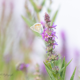 Alex Wünsch Alexandra Wünsch Einblick-Natur Fotografie Naturfotografie, Sommer, Polyommatus icarus