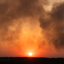 Alex Wünsch Alexandra Wünsch Einblick-Natur Fotografie Naturfotografie, Sommer, Waldbrand, Hürtgenwald